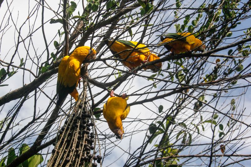 <div class='credito_fotos'>Foto: Marcelo Seabra / Ag. Pará | <a href='/midias/2020/originais/7107_63277607-4c49-b376-d8a3-94ffb1ba1518.jpg' download><i class='fa-solid fa-download'></i> Download</a></div>