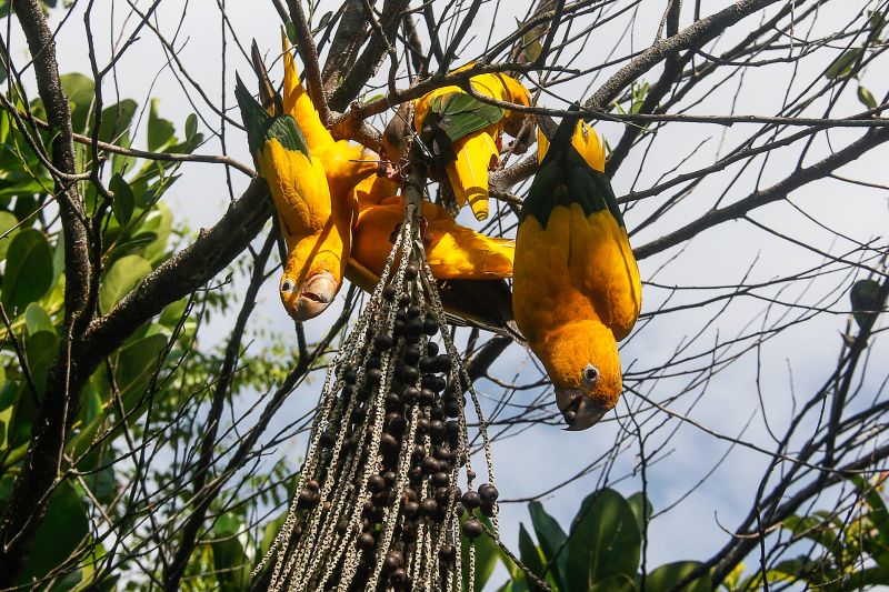 <div class='credito_fotos'>Foto: Marcelo Seabra / Ag. Pará | <a href='/midias/2020/originais/7107_75988778-29ef-5aa4-fcc5-8008e8b2f0c4.jpg' download><i class='fa-solid fa-download'></i> Download</a></div>