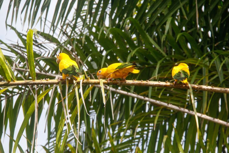 <div class='credito_fotos'>Foto: Marcelo Seabra / Ag. Pará | <a href='/midias/2020/originais/7107_85833de6-b3d1-3803-3f4f-7eaf03789b41.jpg' download><i class='fa-solid fa-download'></i> Download</a></div>