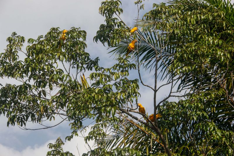 <div class='credito_fotos'>Foto: Marcelo Seabra / Ag. Pará | <a href='/midias/2020/originais/7107_9f335b94-f41a-ccd4-7530-6154ddb1f054.jpg' download><i class='fa-solid fa-download'></i> Download</a></div>