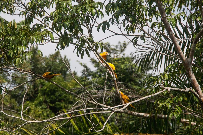 <div class='credito_fotos'>Foto: Marcelo Seabra / Ag. Pará | <a href='/midias/2020/originais/7107_b9c494b7-2316-7ac8-af91-2b83c58b6c04.jpg' download><i class='fa-solid fa-download'></i> Download</a></div>