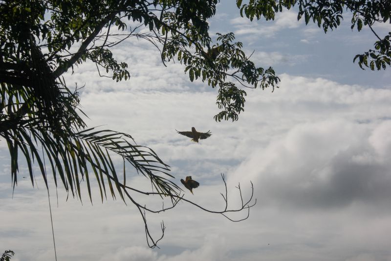<div class='credito_fotos'>Foto: Marcelo Seabra / Ag. Pará | <a href='/midias/2020/originais/7107_c914c61c-9071-cf17-f239-80a383e2b5e5.jpg' download><i class='fa-solid fa-download'></i> Download</a></div>