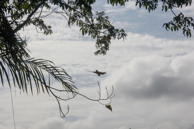 <div class='credito_fotos'>Foto: Marcelo Seabra / Ag. Pará | <a href='/midias/2020/originais/7107_f091b532-6a30-16d3-3ab2-4fa640896f39.jpg' download><i class='fa-solid fa-download'></i> Download</a></div>