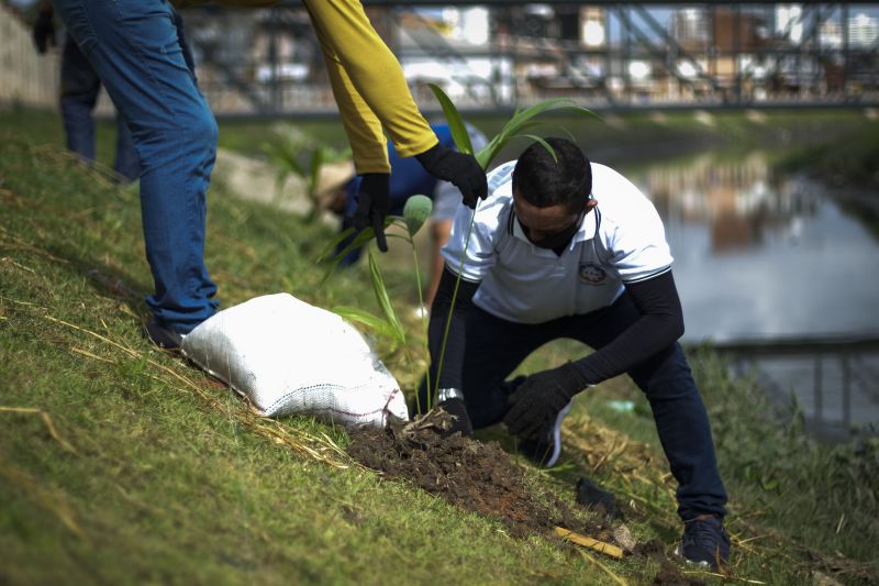 Sedop planta mudas de açaizeiro nas margens do canal do Tucunduba <div class='credito_fotos'>Foto: Pedro Guerreiro / Ag. Pará | <a href='/midias/2020/originais/7115_d6d368ea-c34d-e59c-f6f8-d7140fb1132f.jpg' download><i class='fa-solid fa-download'></i> Download</a></div>