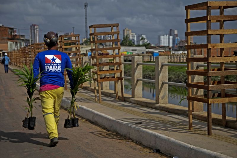 Sedop planta mudas de açaizeiro nas margens do canal do Tucunduba <div class='credito_fotos'>Foto: Pedro Guerreiro / Ag. Pará | <a href='/midias/2020/originais/7115_ee12ff2d-8774-9e99-85ef-5c4368deb0b0.jpg' download><i class='fa-solid fa-download'></i> Download</a></div>