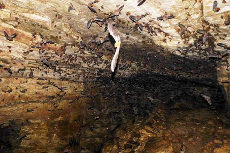 Araguaia possuem um rico Patrimônio Espeleológico, representado por mais de 475 cavernas, com destaque para a Caverna Serra das Andorinhas <div class='credito_fotos'>Foto: ASCOM / IDEFLOR-BIO | <a href='/midias/2020/originais/7153_05aa4ad2-8f4d-0f37-cef3-877dc2f96e8e.jpg' download><i class='fa-solid fa-download'></i> Download</a></div>