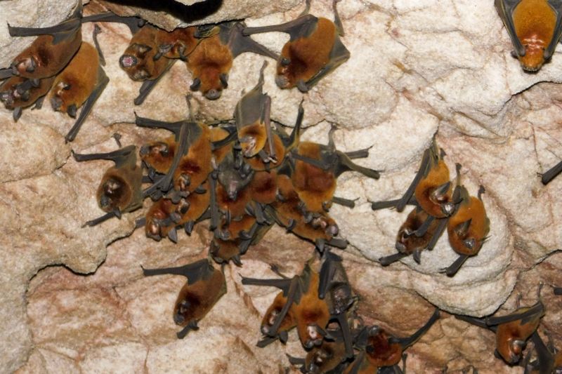 Araguaia possuem um rico Patrimônio Espeleológico, representado por mais de 475 cavernas, com destaque para a Caverna Serra das Andorinhas <div class='credito_fotos'>Foto: ASCOM / IDEFLOR-BIO | <a href='/midias/2020/originais/7153_e4b456e6-bef7-3434-b35e-bb7748f3f5b1.jpg' download><i class='fa-solid fa-download'></i> Download</a></div>