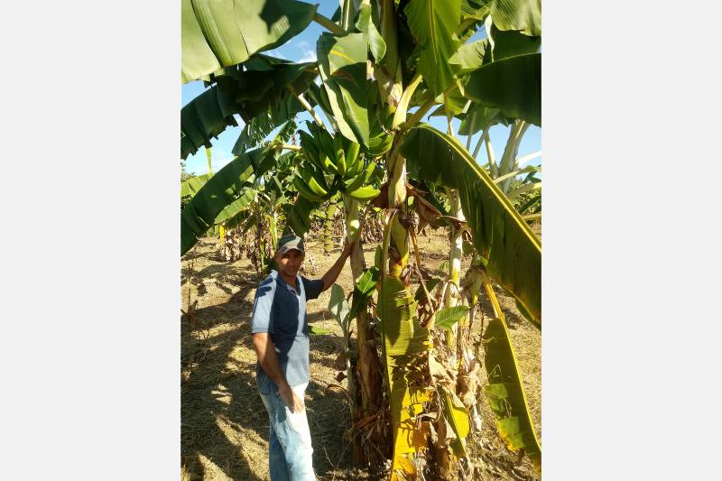 Banana no SAF do Sr. Marciano Ventorim, 35 Anos e José Elcio Ventorim, Com. Boa Esperança - Ulianópolis