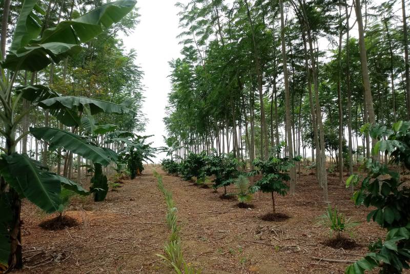 Plantio em Sistemas Agroflorestais na propriedade do agricultor Antônio Arraes, em Dom Eliseu