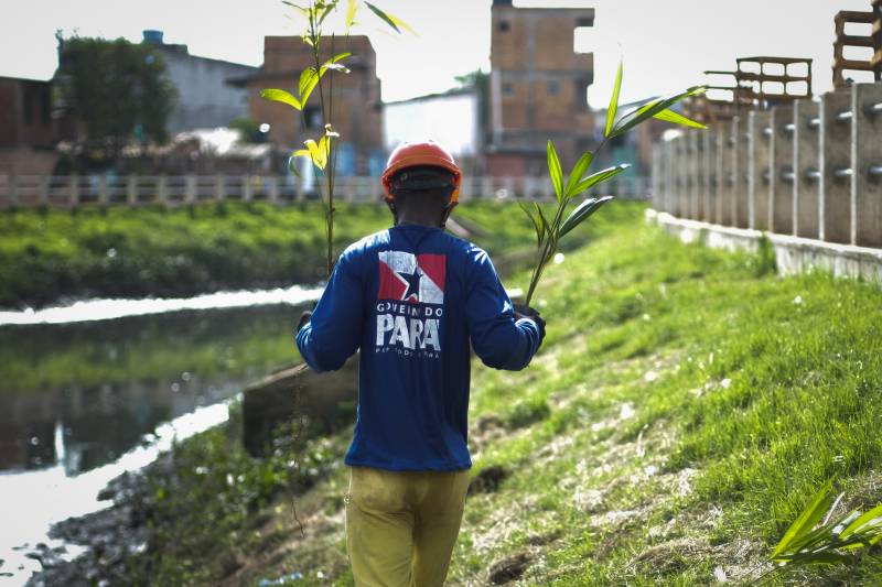 Sedop planta mudas de açaizeiro nas margens do canal do Tucunduba