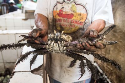 notícia: Ideflor-Bio orienta população para o fim do segundo período do defeso do caranguejo-uçá