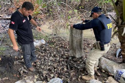 notícia: Adepará e PRF apreendem 3 mil caranguejos-uçá em Castanhal