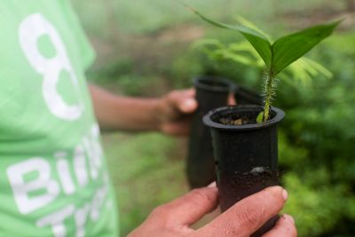 notícia: Sedap garante transporte de 30 mil mudas de citrus para 700 produtores