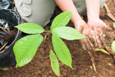 notícia: Concessões Florestais representam alternativa de combate ao desmatamento