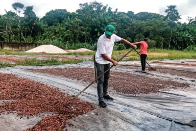 galeria: Governo do Estado apoia a IG do cacau de Tomé-Açu através da Sedap