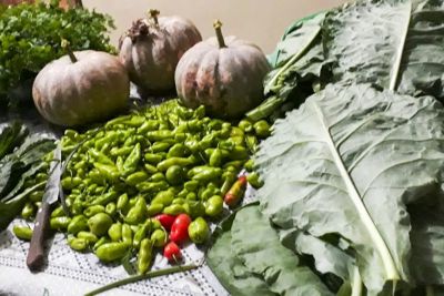 notícia: Seaster combate à insegurança alimentar e nutricional através de ações de incentivo à agricultura familiar e alimentação saudável 