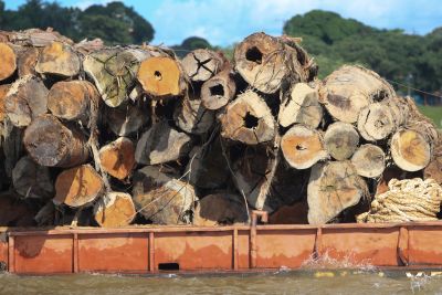galeria: Semas participa da apreensão de mil toras de madeira, a maior do ano