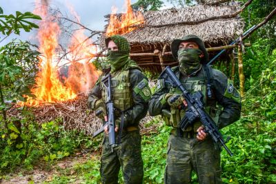 galeria: Polícia Civil destrói mais de 60 mil pés de maconha em Terra Alta