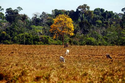 galeria: Territórios Sustentáveis' fortalece boas práticas ambientais no Xingu
