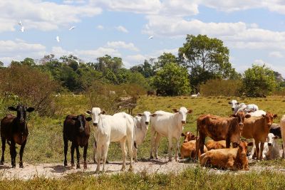 notícia: Governo do Pará investe na melhoria da pecuária sustentável 