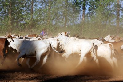 notícia: Adepará cadastra propriedades rurais e certifica produtos artesanais no Xingu