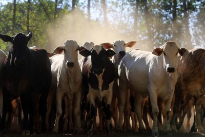 notícia: Estado fomenta agropecuária com desenvolvimento sustentável  