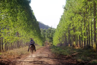 notícia: Adepará entregará títulos e capacitará produtores e profissionais em São Félix do Xingu 