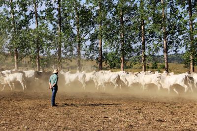 notícia: Adepará estabelece a padronização para a identificação de bovinos e bubalinos no Pará