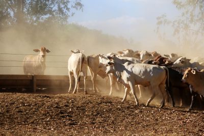 notícia: No Dia da Pecuária, Pará celebra avanços e ganha destaque nacional