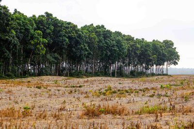 notícia: Semas disponibiliza o Plano de Recuperação da Vegetação Nativa para consulta pública