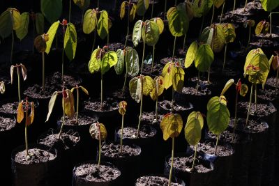 notícia: Ideflor-Bio investe na produção de mudas para recuperar áreas rurais 