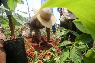 notícia: Adepará investe no potencial competitivo e sustentável da agricultura paraense