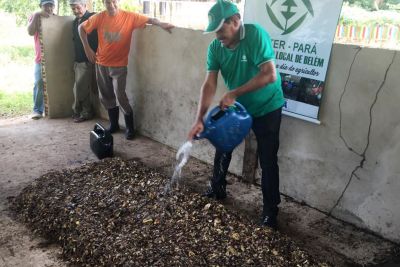 notícia: Produção de alimentos na estrada de Mosqueiro visa o turismo e segurança nutricional