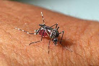 notícia: População deve redobrar cuidados diários para evitar a dengue
