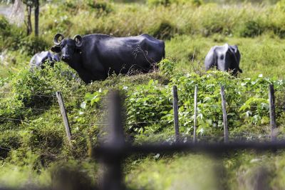 notícia: Febre aftosa: Adepará atinge 98,60% de rebanhos vacinados no Estado