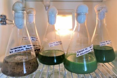 notícia: Laboratório de Óleos da Amazônia transforma resíduos industriais em produtos inovadores