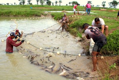 notícia: Piscicultura de Conceição do Araguaia cresce e ganha mercado
