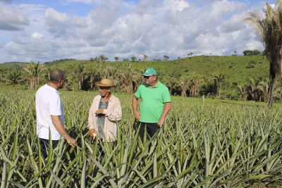 notícia: Apoio da Emater faz produtor aumentar produção de abacaxi em Itupiranga