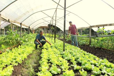 notícia: Produção de hortaliças gera renda para agricultor do Araguaia