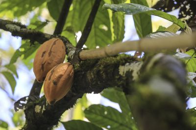 notícia: Agricultores de Tucumã receberão R$ 400 mil em crédito rural 