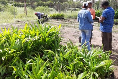notícia: Parceria entre Emater e Ideflor incentiva quilombolas de Moju
