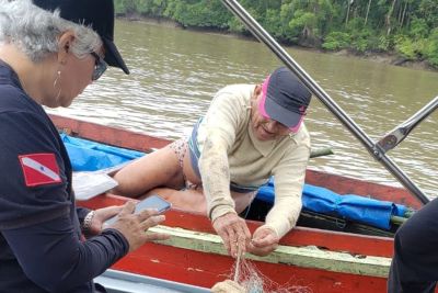 notícia: Polícia Civil prende três pessoas pela prática de crime ambiental no Marajó 