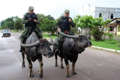 notícia: Policiamento com búfalos é atração turística na ilha de Marajó