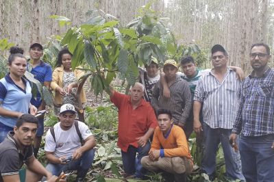 notícia: Emater capacita produtores de cacau de Almeirim no Baixo Amazonas
