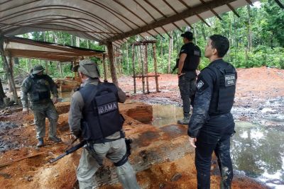 notícia: Em Santarém, Polícia Civil combate o desmatamento ilegal