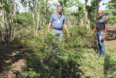 notícia: Produção diversificada garante renda para agricultores do Araguaia