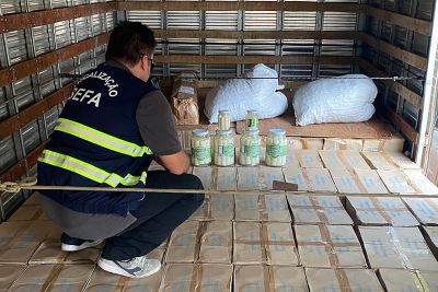 notícia: Quase 600 caixas de palmito são apreendidas em Marabá  