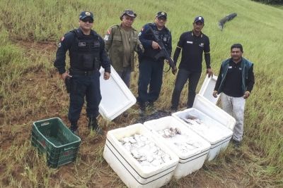 notícia: Mais de nove toneladas de peixes foram apreendidas no período de defeso