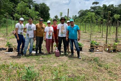 notícia: Emater busca plantio ecológico de pimenta-do-reino em Baião