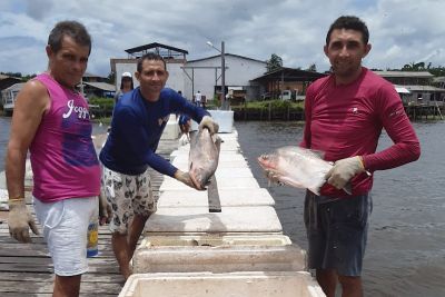 notícia: Piscicultura garante peixe na Semana Santa no Marajó